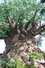 Tree3.jpg