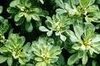 fenugreek1.jpg