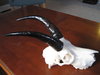 Mbuzi4.jpg