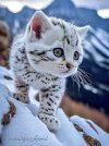 FB_IMG_1678411558753.jpg