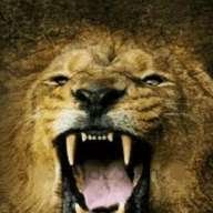 king ABD