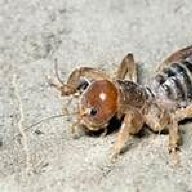 Mbereweta
