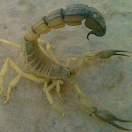 madulesi