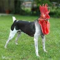 impongo