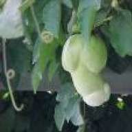 Abigree