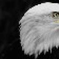 young eagle