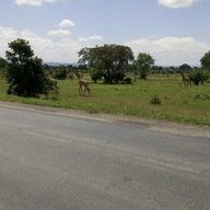 mwakitule