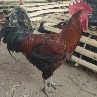 sir nja