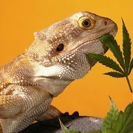 Agama_Agama