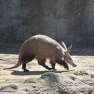 lewasopa
