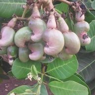 zongok