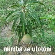 mwanza home
