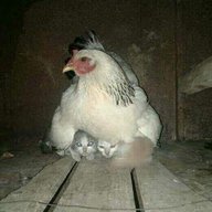 nyumbani kuchungu