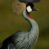 Patrick Butondo