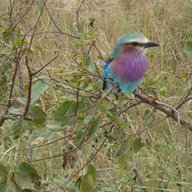 khasastika