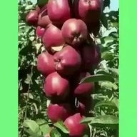 knowledge quench
