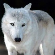 afrowolf