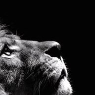 rai lion