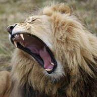king jacob