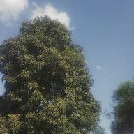 mtengwa14