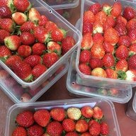 jirambenastrawberry
