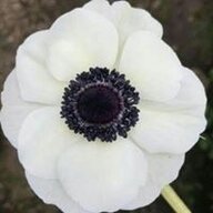 DiMedicci
