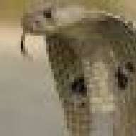 KING COBRA