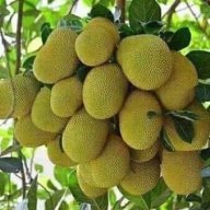 Chachari Mapauda