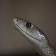 blackmamba7
