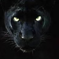 The black panther