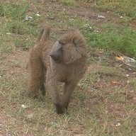 nyabhera