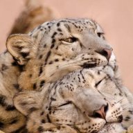 Gepard