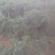 Makungu jr
