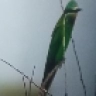 mapesa yamejaa