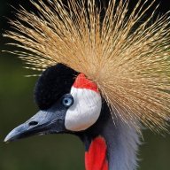 Cranes