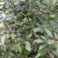 pangatulale makoga