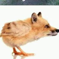Sil