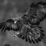 Gray Eagle
