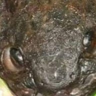 Kamongo2