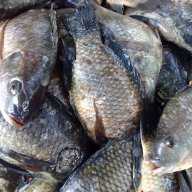 Gumasa