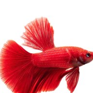 The Fishport Prince