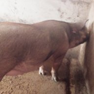 pigzz