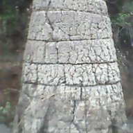 Tukundane