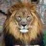 SIMBA DUME