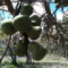 Msai