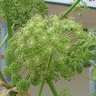 Jatropha