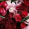 GoDiE Lv