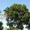 Chelea