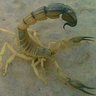 madulesi