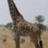 Kitumbo